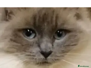 Ragdoll cats GCCF Registered Blue Point Ragdoll For Stud - Advert 16