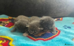Persian cats for sale: Persian kittens  - Image 1
