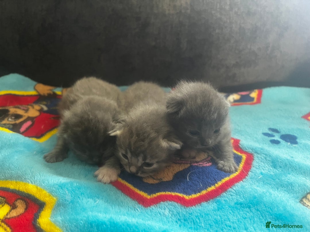 Persian cats for sale: Persian kittens  - Image 1