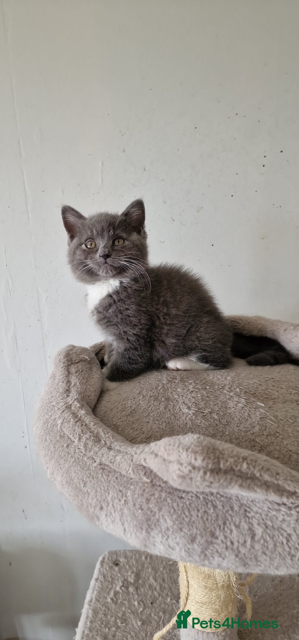 Brazilian Shorthair cats Lovely pure B- shorthair looking for loving home  - Advert 2