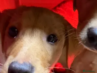 Labrador Retriever dogs KC Reg Labrador Puppies (mix of Red/blonde) - Advert 5