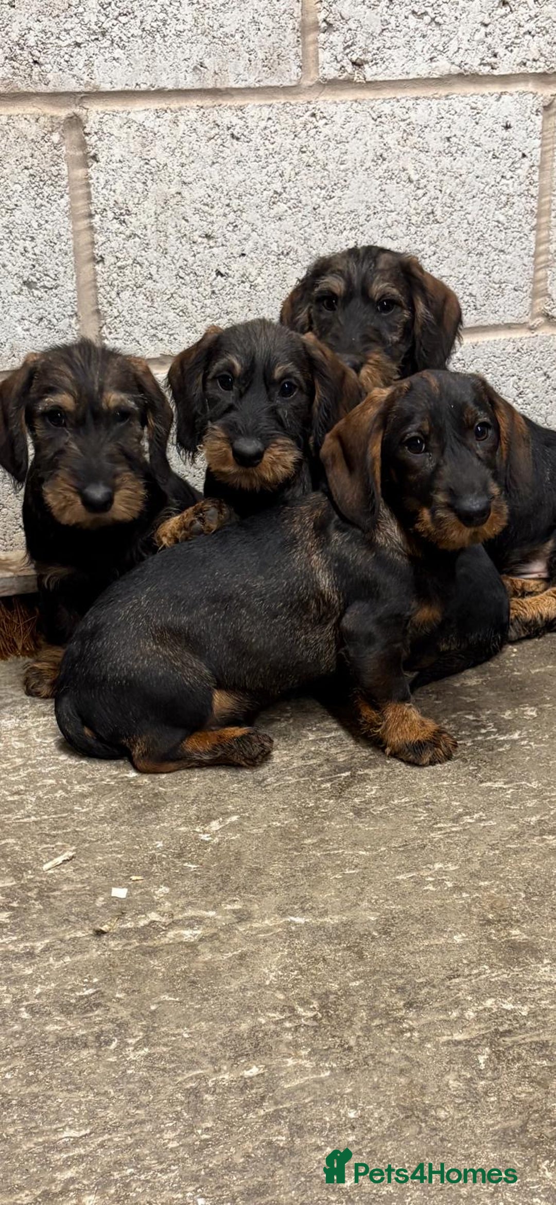 Dachshund dogs for sale: Ready now standard Wirehair dachshund (teckel)  - Advert 22