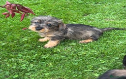 Miniature Dachshund dogs for sale: Wire Haired KC Miniature Dachshund  - Image 11