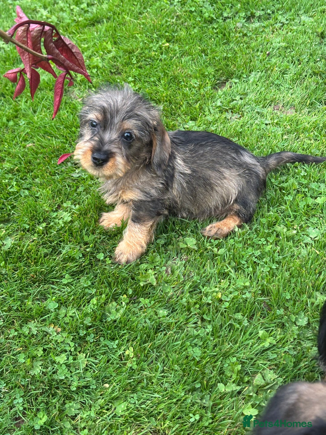 Miniature Dachshund dogs for sale: Wire Haired KC Miniature Dachshund  - Image 11