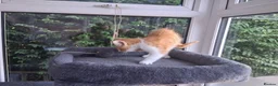 Mixed Breed cats for sale: Rare female Ginger Tabbies 😻 - Advert 18