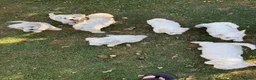 Bichon Frise dogs for sale: Hello in Stanmore - Advert 7