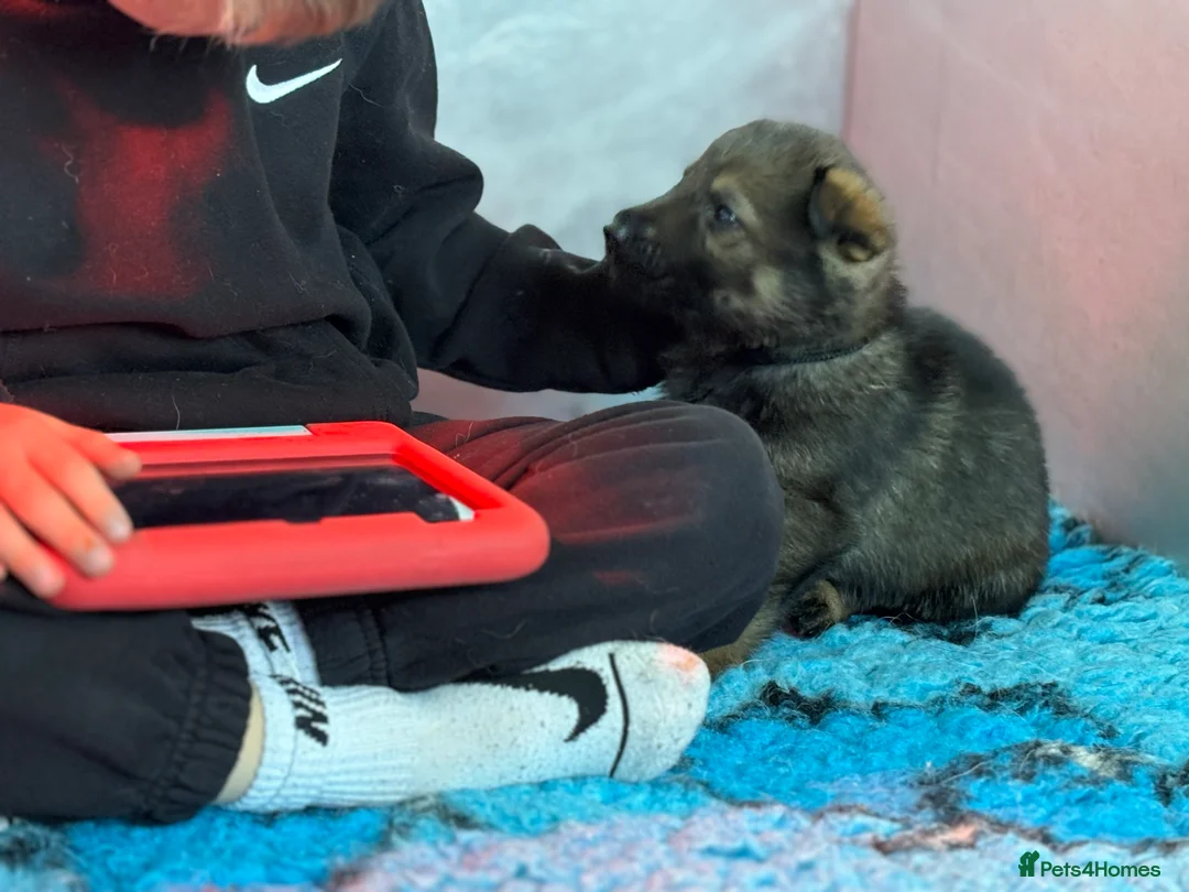 German Shepherd dogs for sale: German Shepherd Puppies  - Advert 6