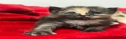 Maine Coon cats for sale: Maine coon  - Advert 5