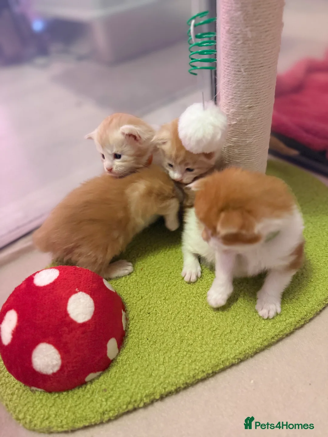 Maine Coon cats for sale: Maine coon kittens reds stunning pedigree’s  - Advert 16