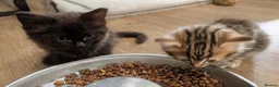 Ragdoll cats for sale: Pair of Ragdoll/Tabby Kittens ..... Bear & Tia  - Advert 7