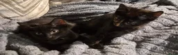 Mixed Breed cats for sale: 🐾 Two Beautiful Mixed-Bengal Girls - £250 PAIR 🐾 - Advert 3