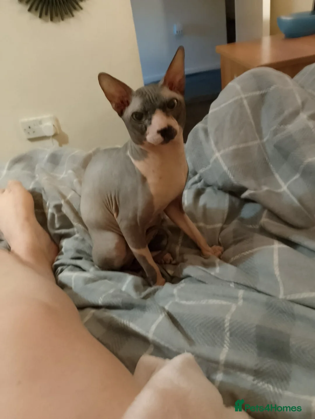 Sphynx cats for sale: 5 canadian sphynx girl kittens  - Advert 16