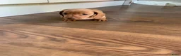 Miniature Dachshund dogs for sale: 🌟 Beautiful Miniature Dachshund Puppies 🌟 - Advert 10