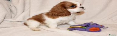 Cavalier King Charles Spaniel 2