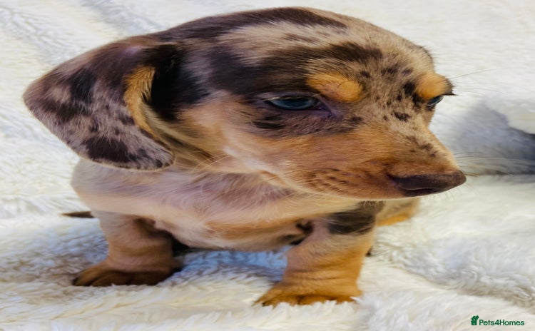 Miniature Dachshund dogs - Advert 13