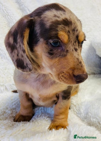 Miniature Dachshund dogs - Advert 8