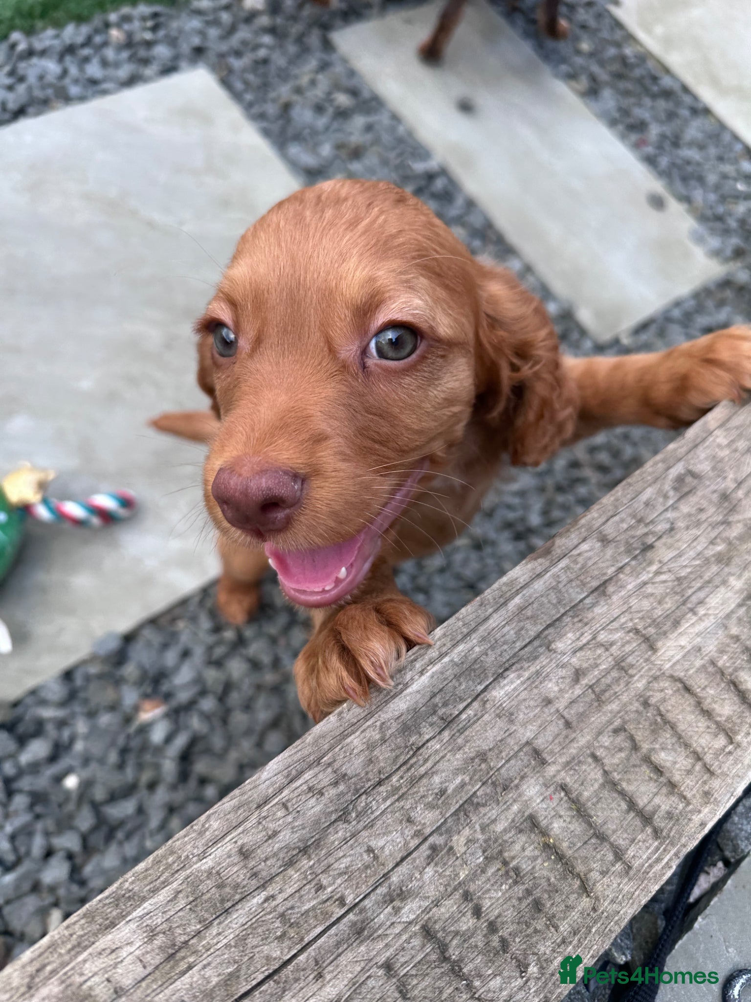 Cocker Spaniel dogs LAST Beautiful working cocker spaniel. 7 weeks old - Advert 13