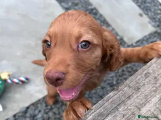 Cocker Spaniel dogs LAST Beautiful working cocker spaniel. 7 weeks old - Advert 13