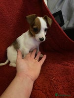 Jack Russell dogs READY NOW Beautiful jack Russell terrier puppies - Advert 2
