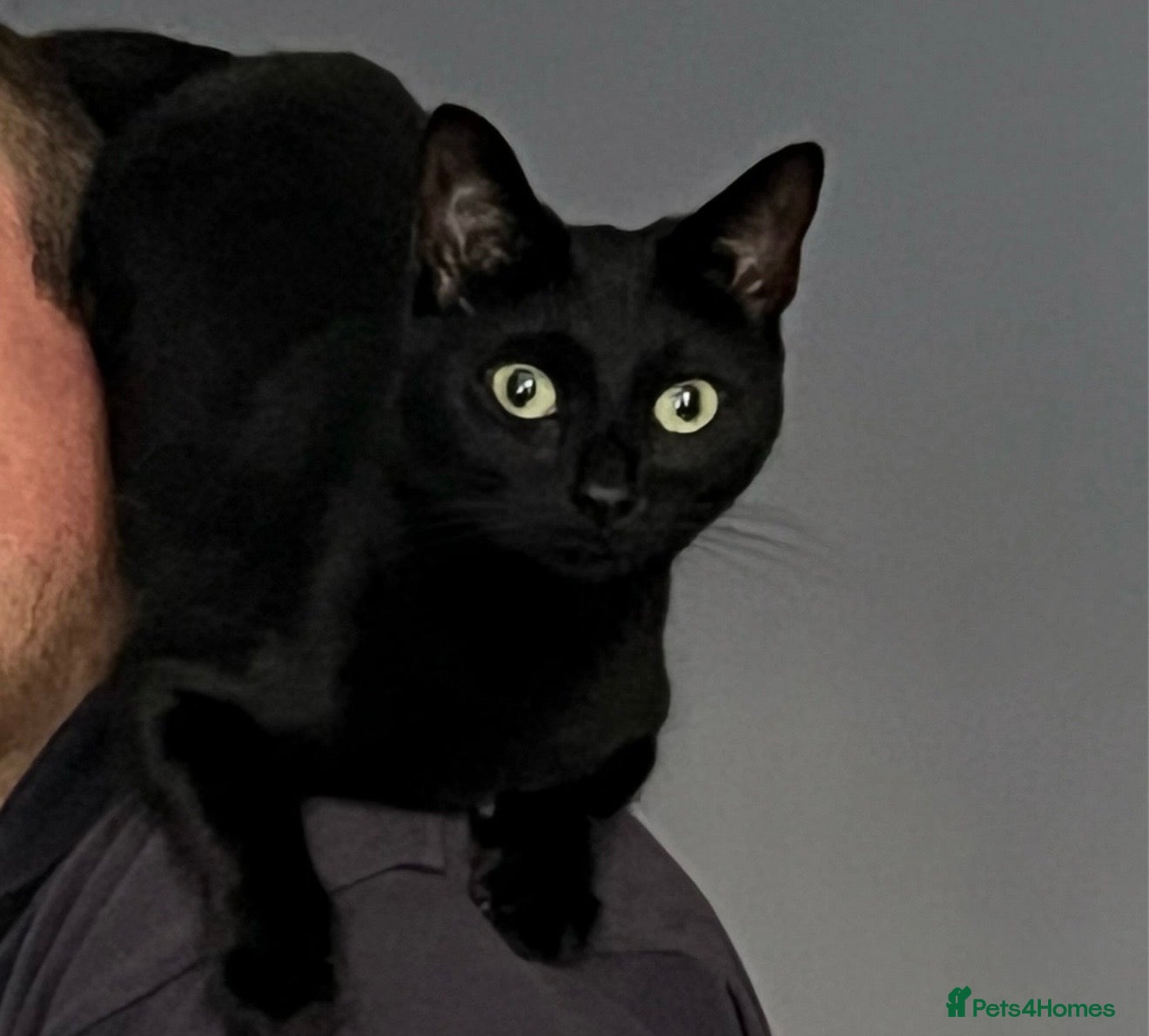 British Shorthair cats Bonded British Shorthair & Domestic Shorthair - Advert 2
