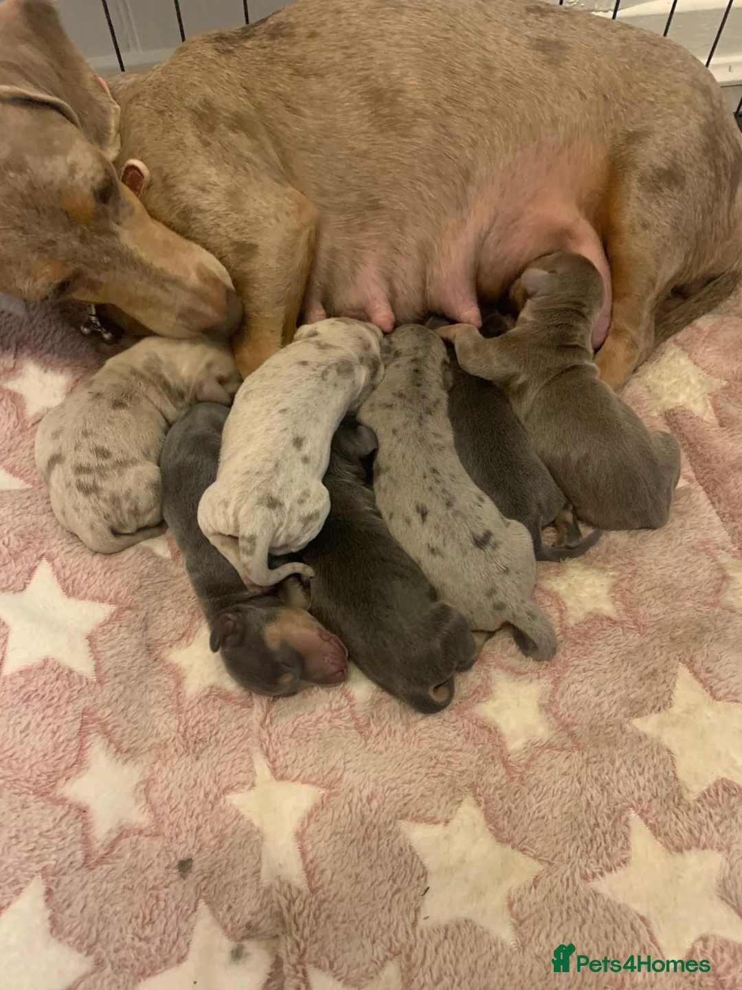 Dachshund dogs for sale: Dachshund Pupies(Loverly Colours) - Advert 19