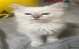 Ragdoll cats for sale: Adorable Ragdoll kittens - lilac sealpoint! 🐈 - Image 9