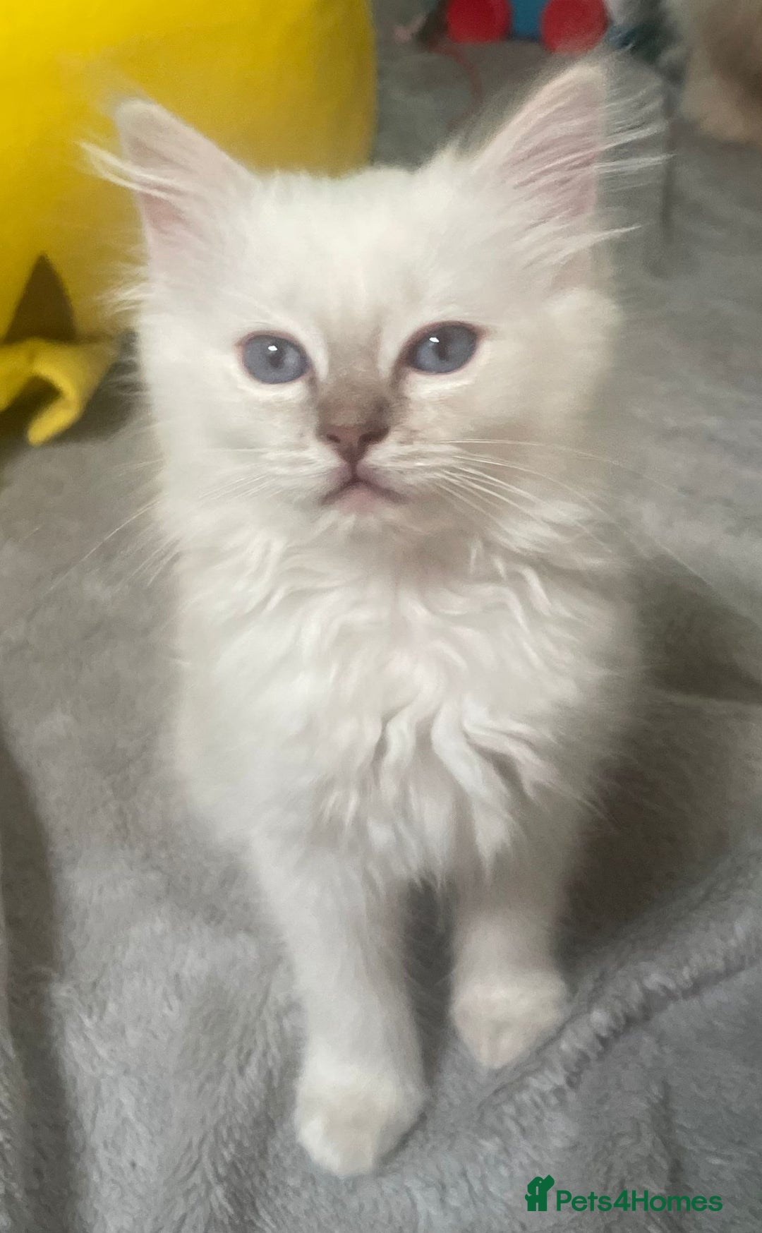 Ragdoll cats for sale: Adorable Ragdoll kittens - lilac sealpoint! 🐈 - Image 9