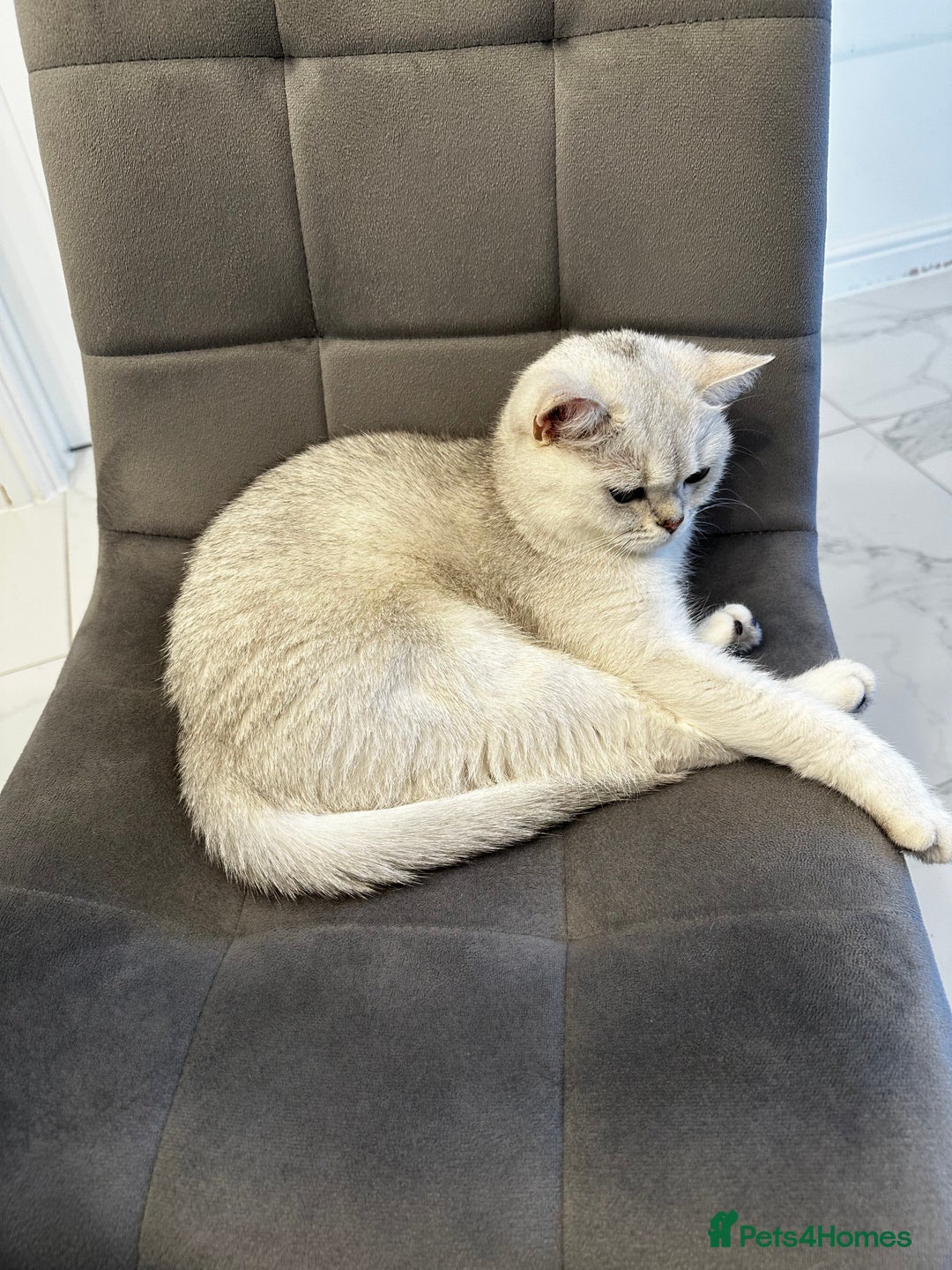 Scottish Fold cats for sale: Beautiful Scottish/British girl - regretful sale - Image 4