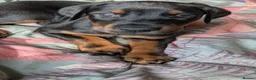 Dobermann dogs for sale: KC registered litter of 5 Dobermann puppies - Advert 18