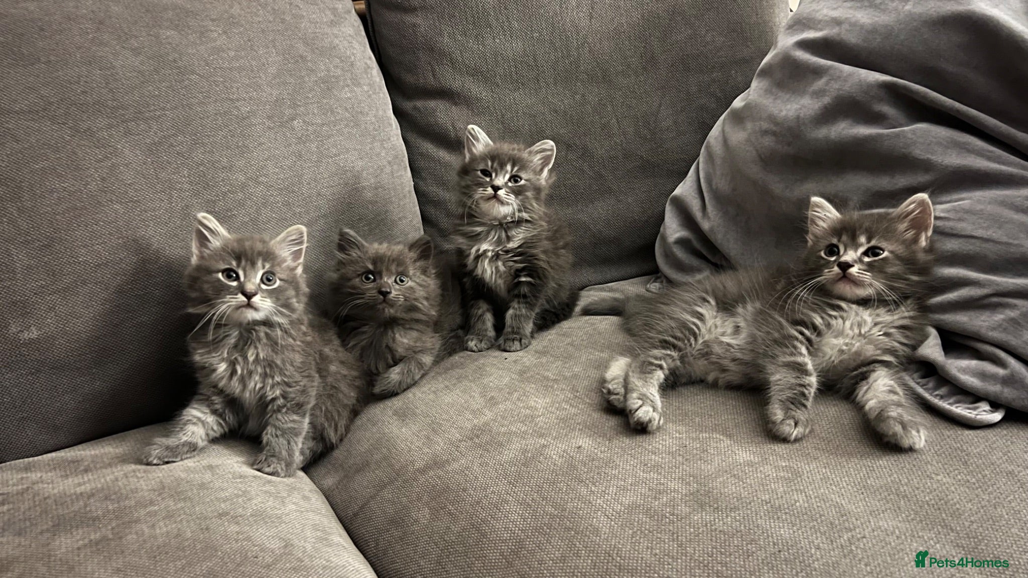 Mixed Breed cats 4 lovely fluffy kittens  - Advert 1