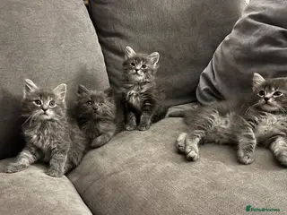 Mixed Breed cats 4 lovely fluffy kittens - Advert 1