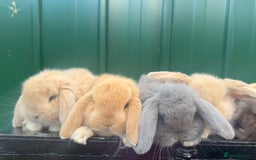 French Lop rabbits for sale: French lops - Advert 2