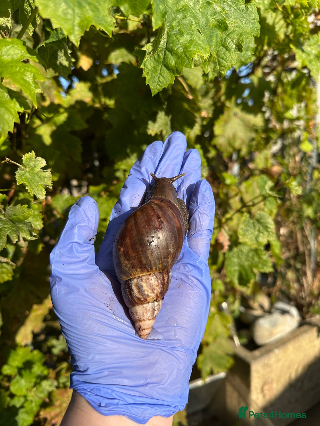 Snails invertebrates for sale: Giant African land snails young adults  - Image 2