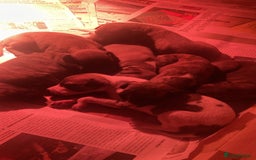 Whippet dogs for sale: Whippet pups  - Image 38