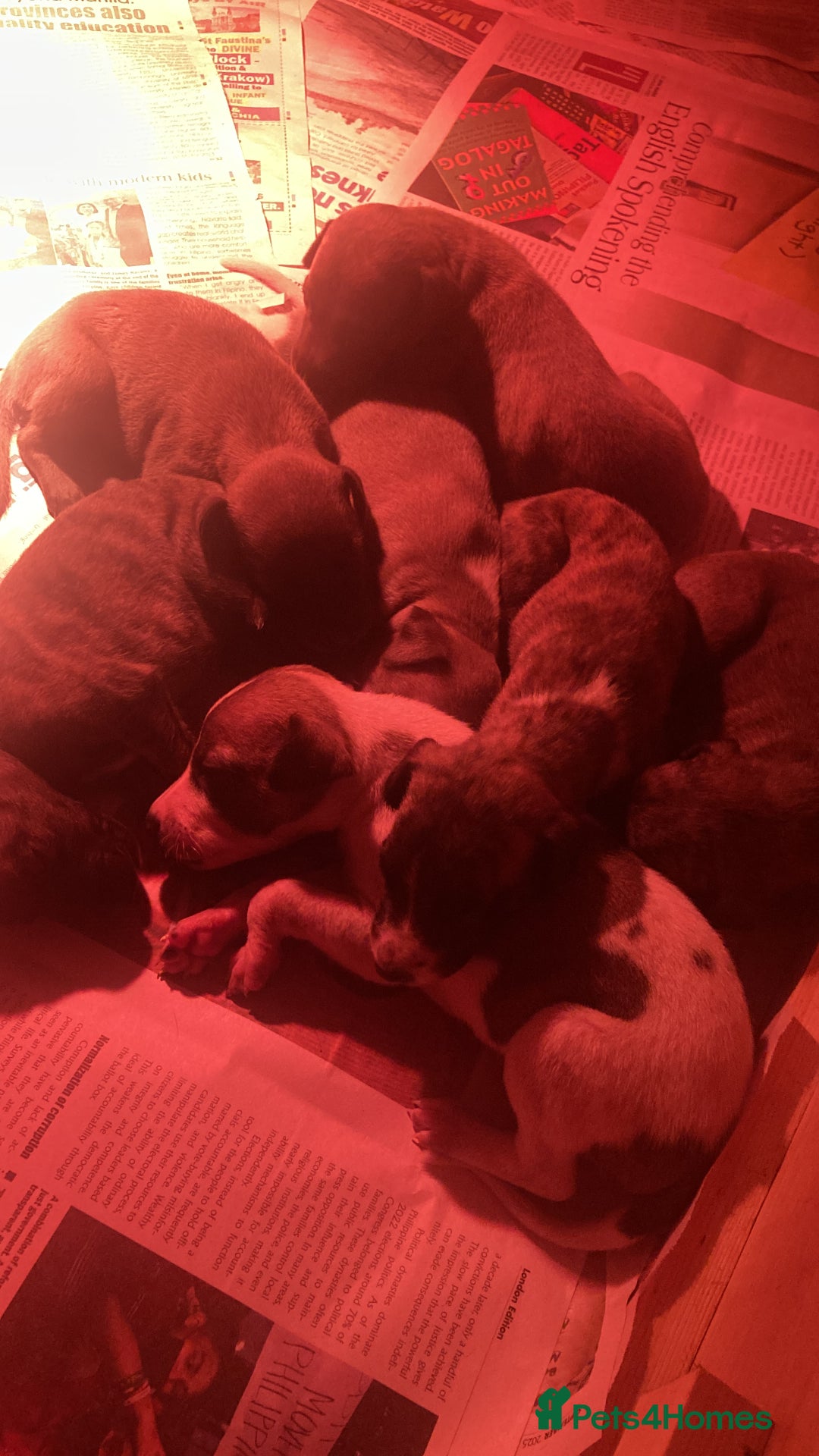 Whippet dogs for sale: Whippet pups  - Image 38