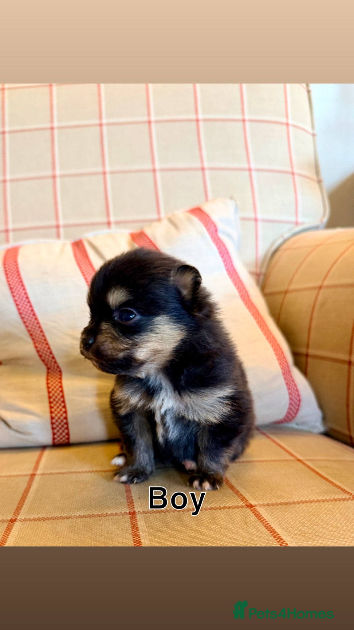 Pomeranian dogs for sale: Tiny teddy bear poms!  - Advert 6