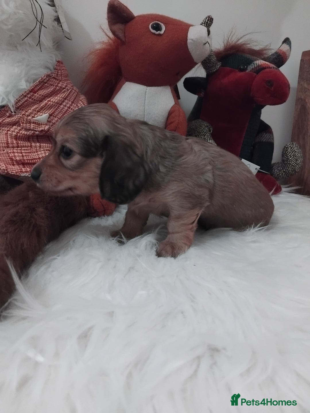Miniature Dachshund dogs for sale: Miniture long haired dachshund puppies for sale  - Advert 12