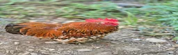 Chickens poultry for sale: Millefleur Pekin Cockerels  in Okehampton - Advert 8