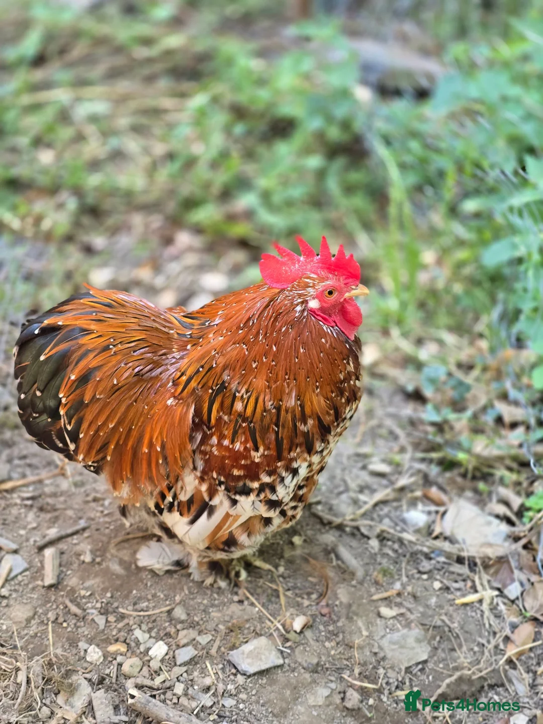 Chickens poultry for sale: Millefleur Pekin Cockerels  in Okehampton - Advert 8