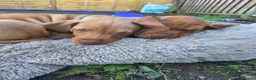 Hungarian Vizsla dogs for sale: ***Ready Now*** Hungarian Vizsla Puppies  - Advert 11