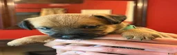 Mixed Breed dogs for sale: Gorgeous Border Jack Puppies - Advert 19