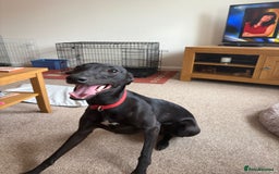 Whippet dogs for sale: 15 month old male whippet - Image 6