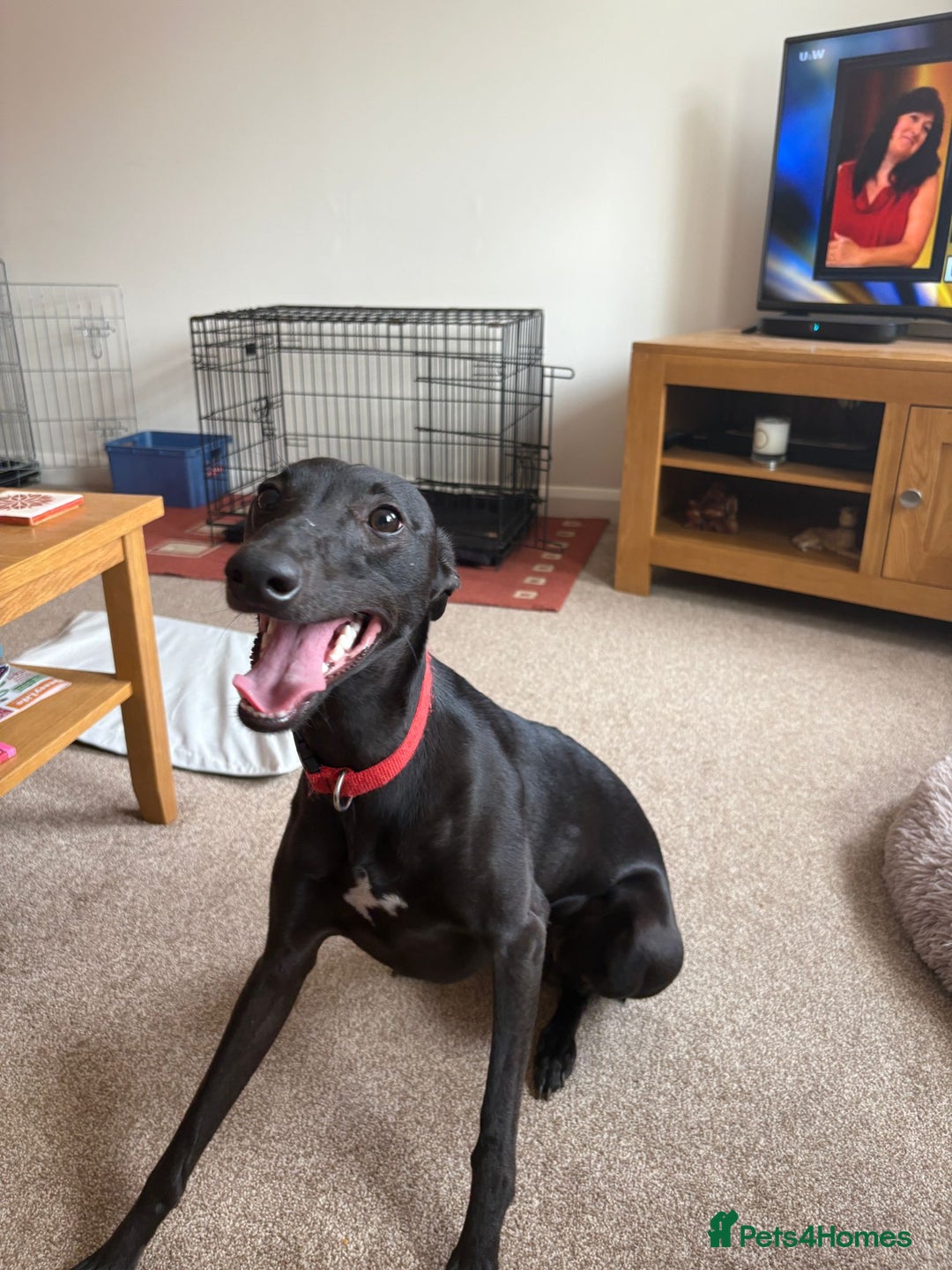 Whippet dogs for sale: 15 month old male whippet - Image 6