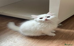 British Shorthair cats for sale: Gorgeous British Longhair & Shorthair Kittens - Image 2