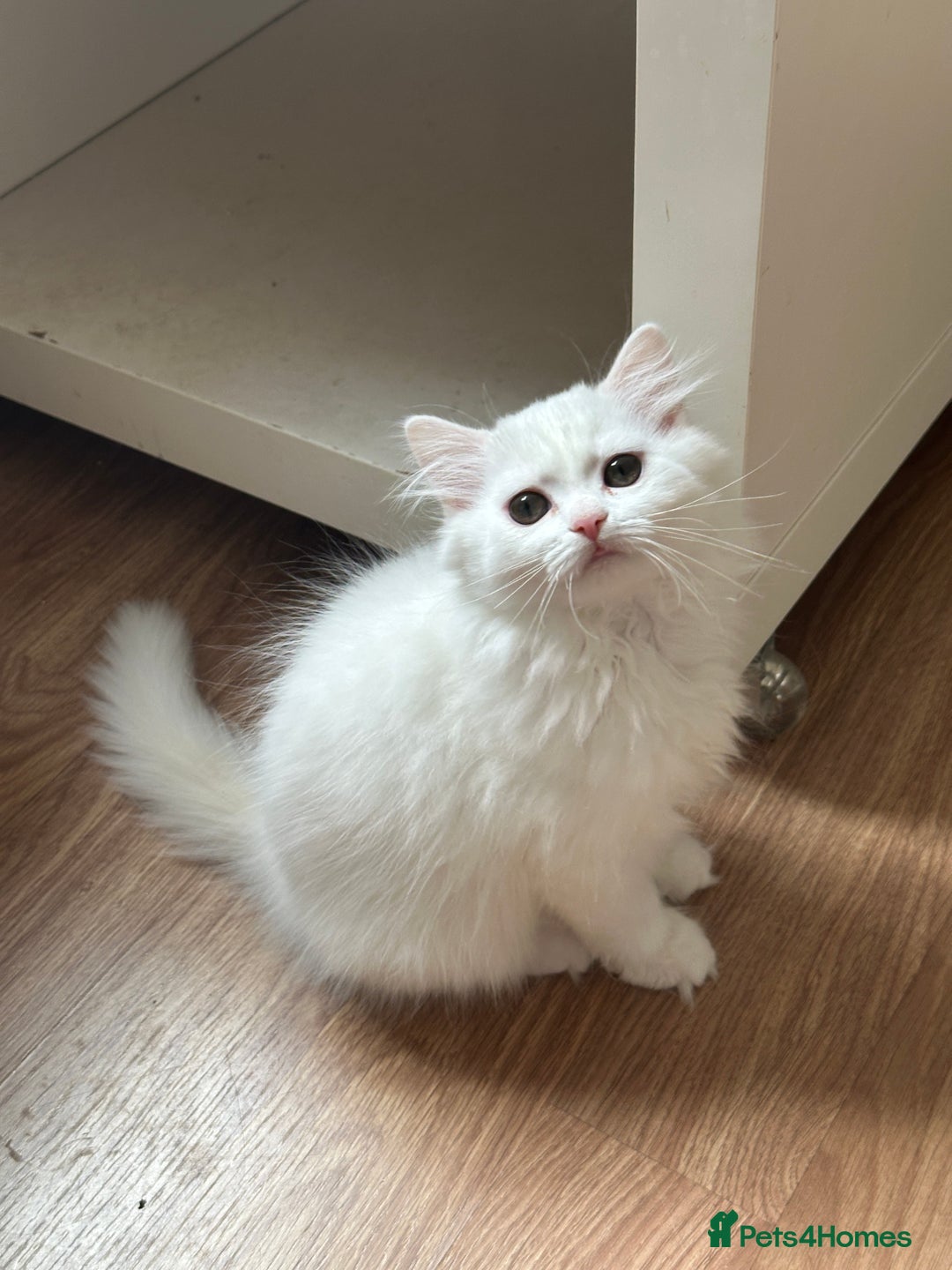 British Shorthair cats for sale: Gorgeous British Longhair & Shorthair Kittens - Image 2