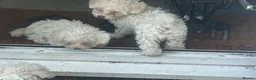 Maltese dogs for sale: 2 lovely Maltese female available  in Romford - Advert 6