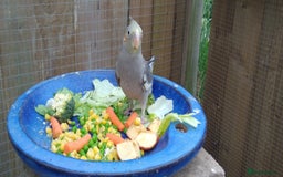Cockatiels birds for sale: Lovely  cockatiels  - Image 4