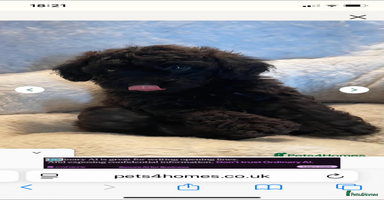 Toy Poodle dogs - Advert 14