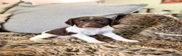 English Springer Spaniel dogs for sale: KC, Heath tested, Champion bred Springer Spaniels - Advert 36