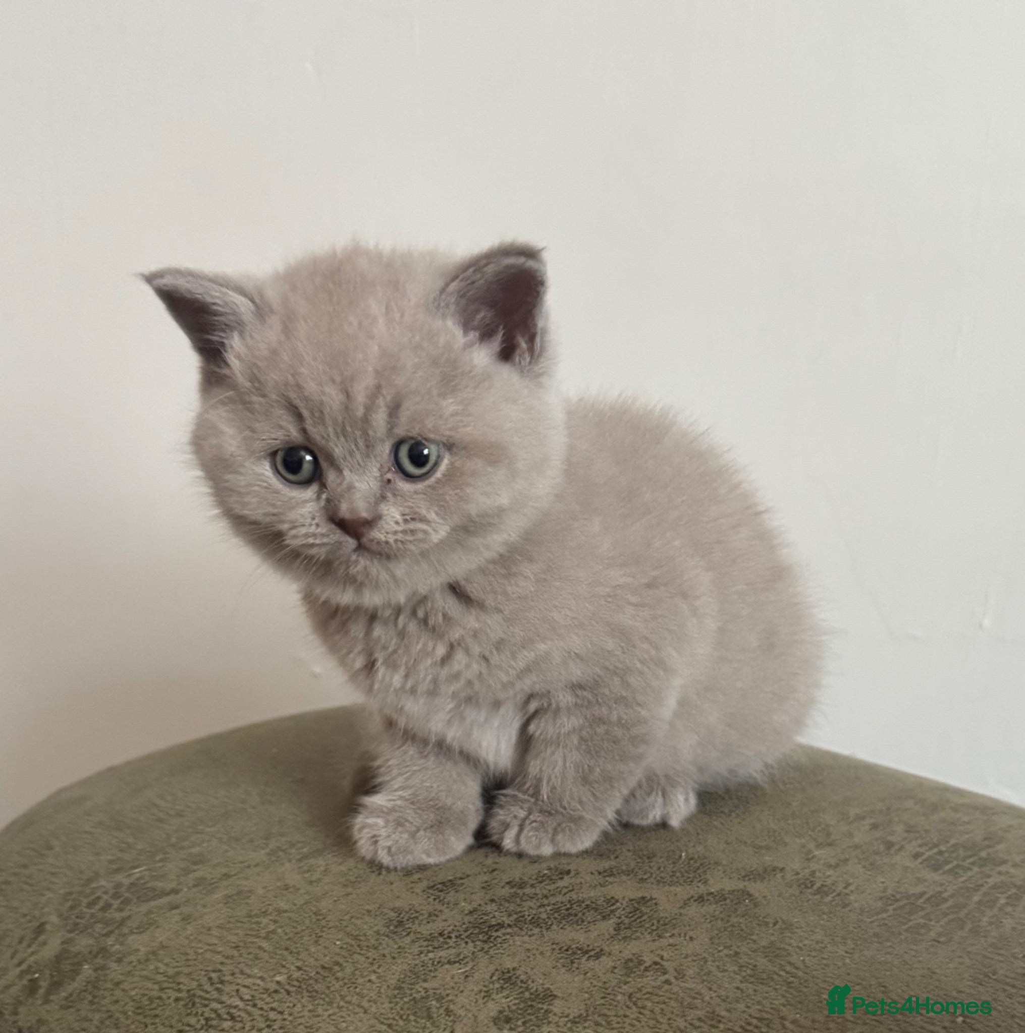 British Shorthair cats Only 2 left short haired British blue kittens - Advert 2